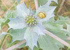 Charles Perryman - Grove Snail on Sea Holly (Beginners).jpg